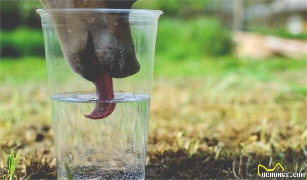 狗狗喝水把自己都喝没了:夏天喝水要注意，六步解析水的秘密