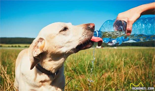狗狗喝水把自己都喝没了:夏天喝水要注意，六步解析水的秘密