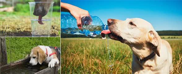 狗狗喝水把自己都喝没了:夏天喝水要注意，六步解析水的秘密