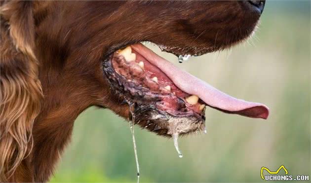 之前被狗咬过，还会得狂犬病？医生：潜伏期在这一时间范围