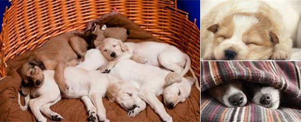 了解犬睡眠模式