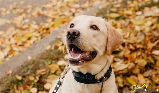 饲养一只大型犬的第一课，给它训练的时间和方法，唤回训练是重点