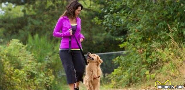 饲养一只大型犬的第一课，给它训练的时间和方法，唤回训练是重点