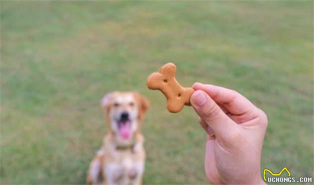 饲养一只大型犬的第一课，给它训练的时间和方法，唤回训练是重点