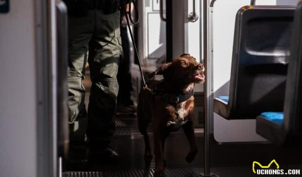 饲养一只大型犬的第一课，给它训练的时间和方法，唤回训练是重点