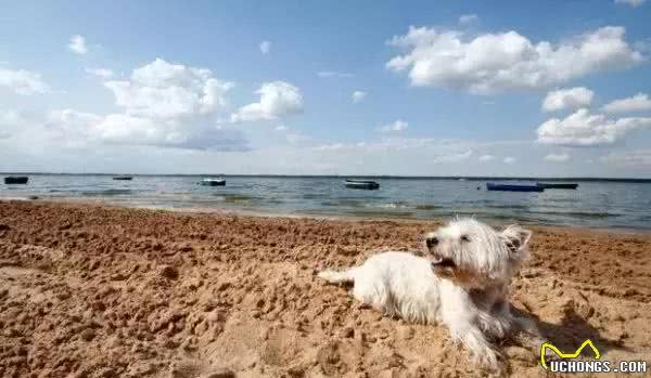 你知道西高地白梗犬是什么梗吗？听说比喵星人还管用呢~