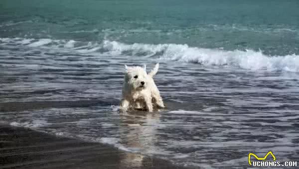 你知道西高地白梗犬是什么梗吗？听说比喵星人还管用呢~