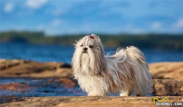 犬界中“体味重”的中小型犬，其实不适合家养，你家没养吧？