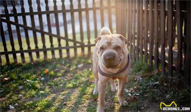 犬界中“体味重”的中小型犬，其实不适合家养，你家没养吧？