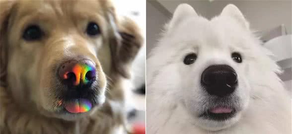 为什么狗子吐舌头是可爱，而我就是油腻呢？