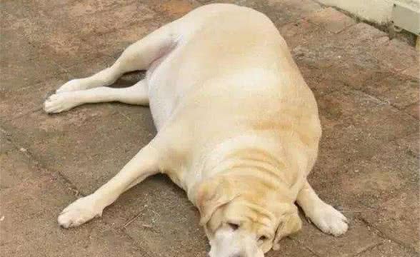 为什么狗狗的训练如此重要?