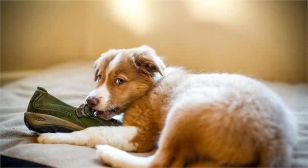 狗狗咬坏好几双鞋子了!怎么才能改变它这类奇葩喜好?
