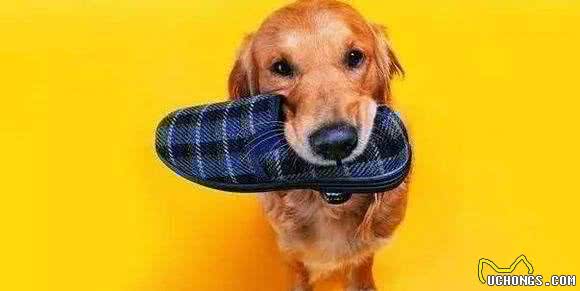 狗狗咬坏好几双鞋子了!怎么才能改变它这类奇葩喜好?