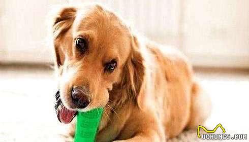 狗狗咬坏好几双鞋子了!怎么才能改变它这类奇葩喜好?