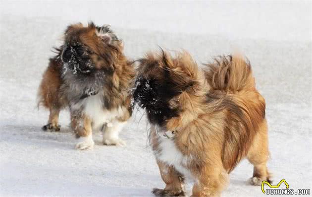 中国著名犬类：北京狗，你了解吗？