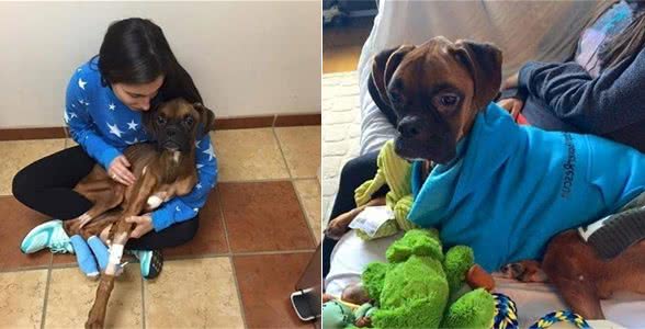 拳师犬被饲主恶意遗弃长达90天未进食，它瘦的皮包骨仍相信人类