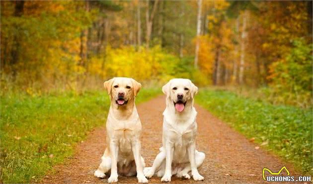 最合适家庭饲养的狗~拉布拉多犬