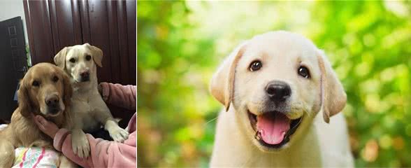 最合适家庭饲养的狗~拉布拉多犬