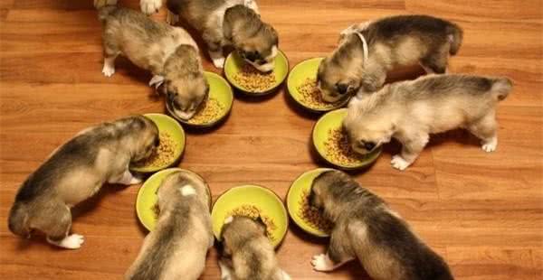 定时，定量，定点给犬喂食有什么好处？