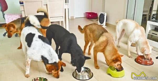 定时，定量，定点给犬喂食有什么好处？
