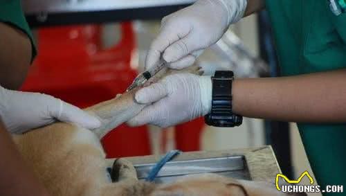 狂犬病毒真可怕，三招教你做好预防，从此远离狂犬病