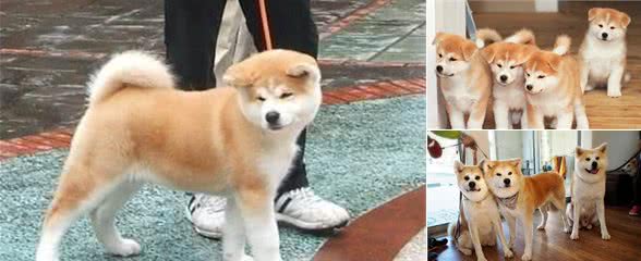 秋田犬价格高低不一,6个因素决定了价格,你家的值不值这个价?