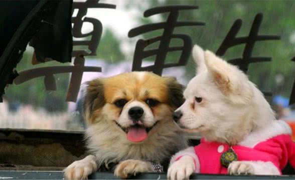 宠物养护知识：养狗狗之前，这些东西得提早豫备，免得措手不及