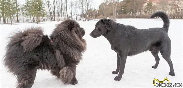 生活在寒冷地区的松狮犬怕冷吗？4点告诉你，这事儿还有隐情