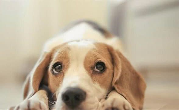 比格犬忠诚吗比格犬比较亲和忠诚服从性高