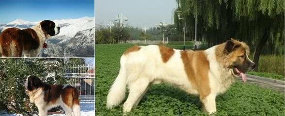 养圣伯纳犬费用高吗食物的支出占很大一部分