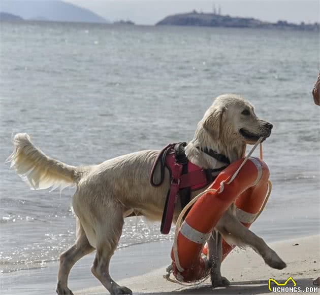 训犬秘笈！如何快速把握拉不拉多犬的训练技巧
