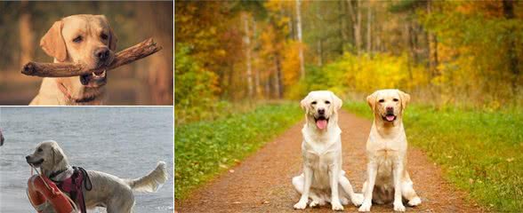 训犬秘笈！如何快速把握拉不拉多犬的训练技巧