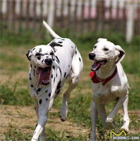 大麦町—犬中之犬