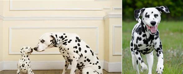 大麦町—犬中之犬