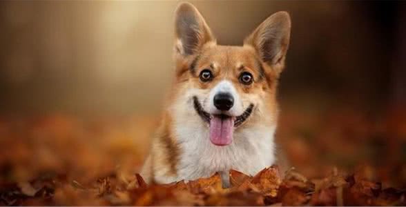 关于犬粮饲喂的这几个问题,你碰着过吗?