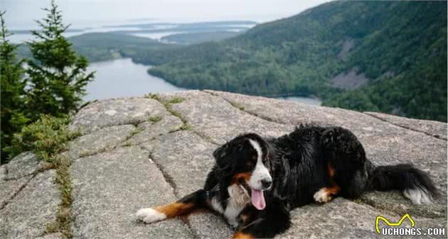 国内少见的伯恩山犬，跟金毛犬八两半斤的暖男，却是爱流口水的狗狗