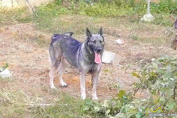 日本人战败，把这类犬留在了东北，现在成为南方度假村的专用犬