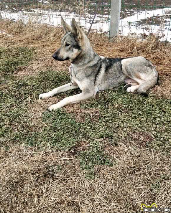 日本人战败，把这类犬留在了东北，现在成为南方度假村的专用犬