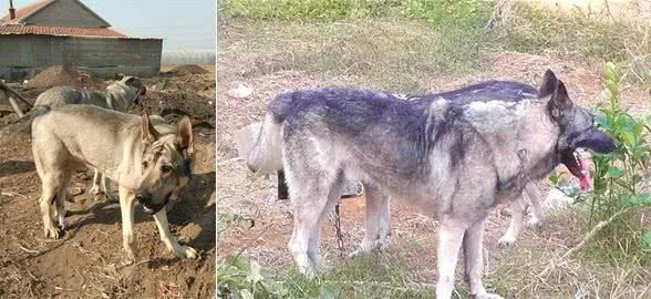 日本人战败，把这类犬留在了东北，现在成为南方度假村的专用犬