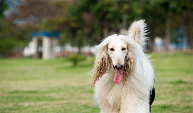 阿富汗猎犬的价格是多少？该怎么挑选阿富汗猎犬