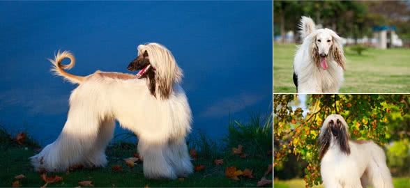 阿富汗猎犬的价格是多少？该怎么挑选阿富汗猎犬