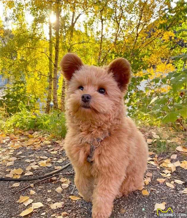 真·泰迪—贵宾狗狗天生圆耳朵火速爆红，贵宾犬耳朵怎么护理？