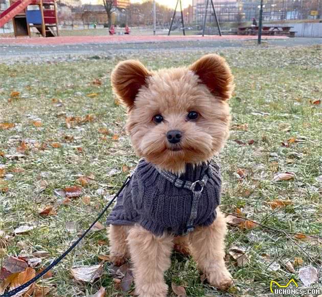 真·泰迪—贵宾狗狗天生圆耳朵火速爆红，贵宾犬耳朵怎么护理？