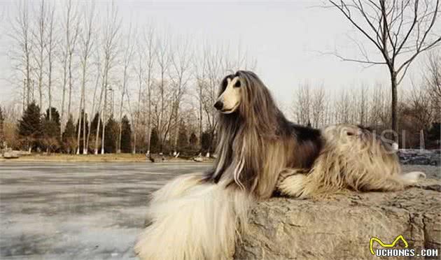 拥有一身漂亮毛发的阿富汗猎犬，美得让人惊讶！