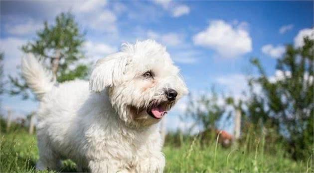 在购买比熊犬时，了解它的这些特点，对你一定是有帮助的？