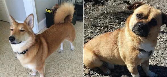 柯基犬和这5种狗狗生下的混血犬，流水的外表，铁打的短腿