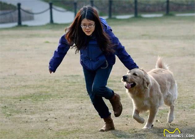 新手养狗，为什么成犬比幼犬好？4个理由说服你