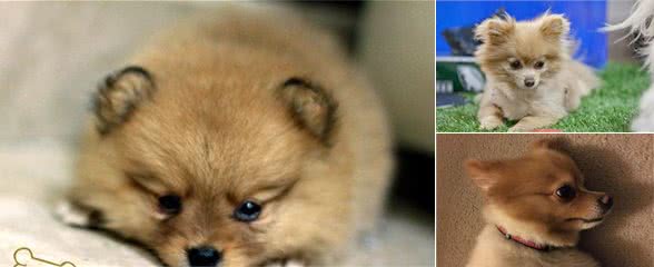 要是以下4点你接受不了，那么你不适合养博美犬！