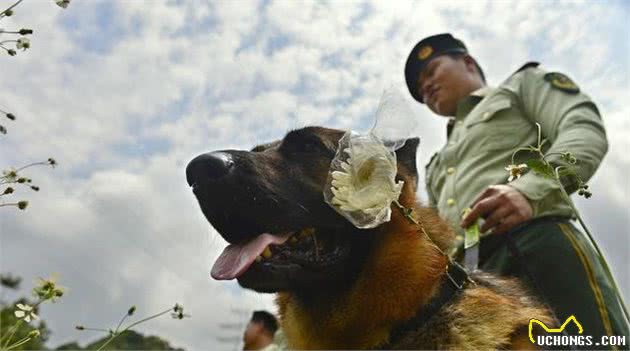 揭秘：警犬到底有多厉害？没有它很多案件破不了