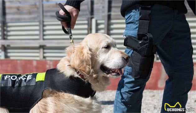 揭秘：警犬到底有多厉害？没有它很多案件破不了